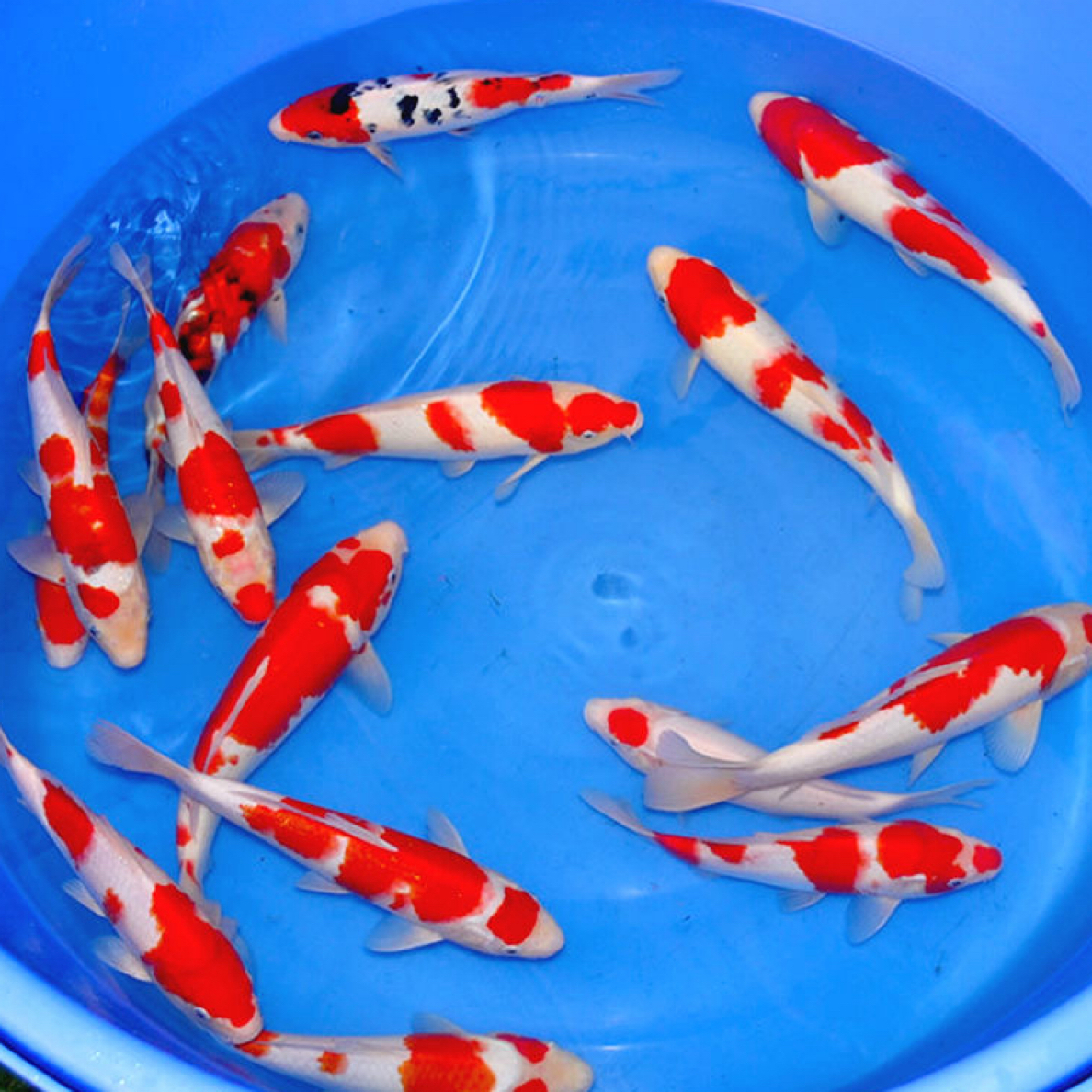 锦鲤观赏鱼直播间一物一拍