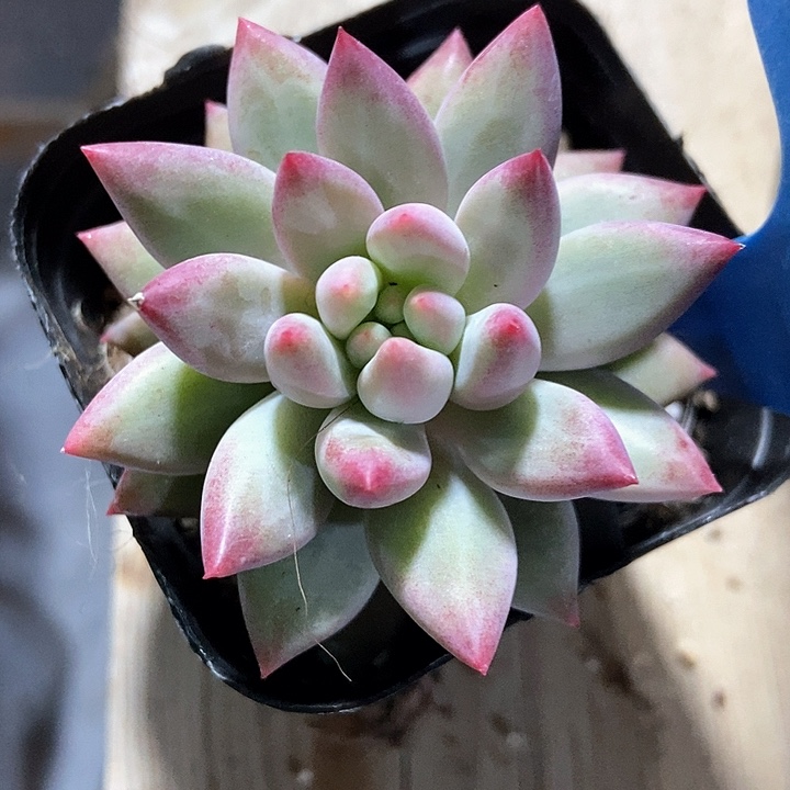 多肉植物虞美人6159