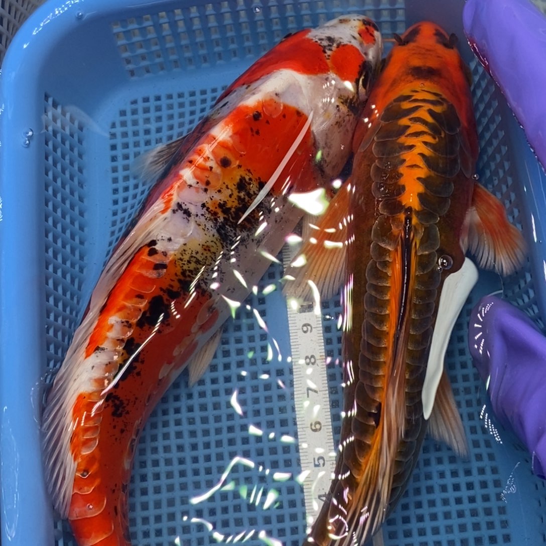 锦鲤冷水锦鲤包邮