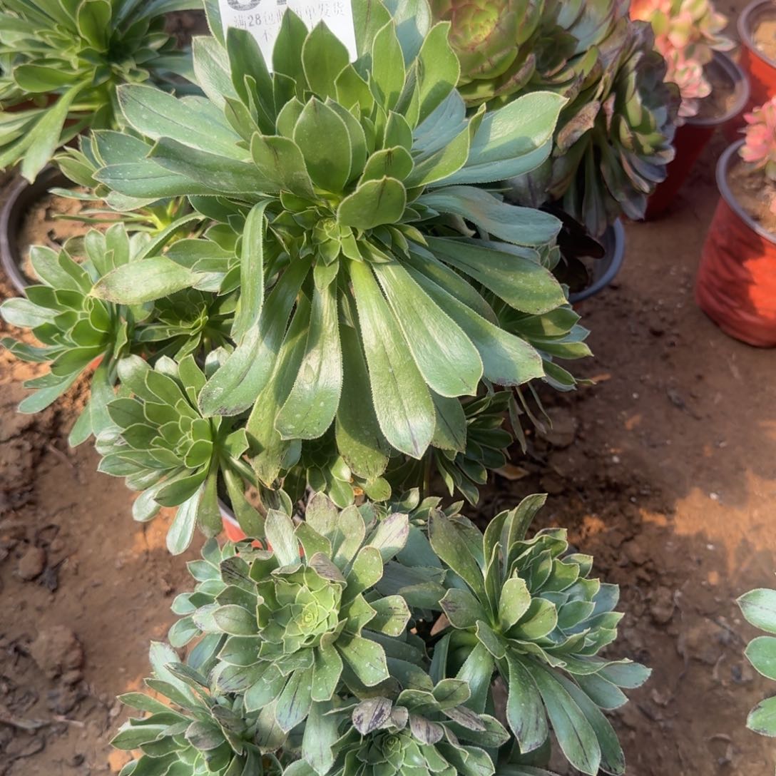 870号2颗架木不包损