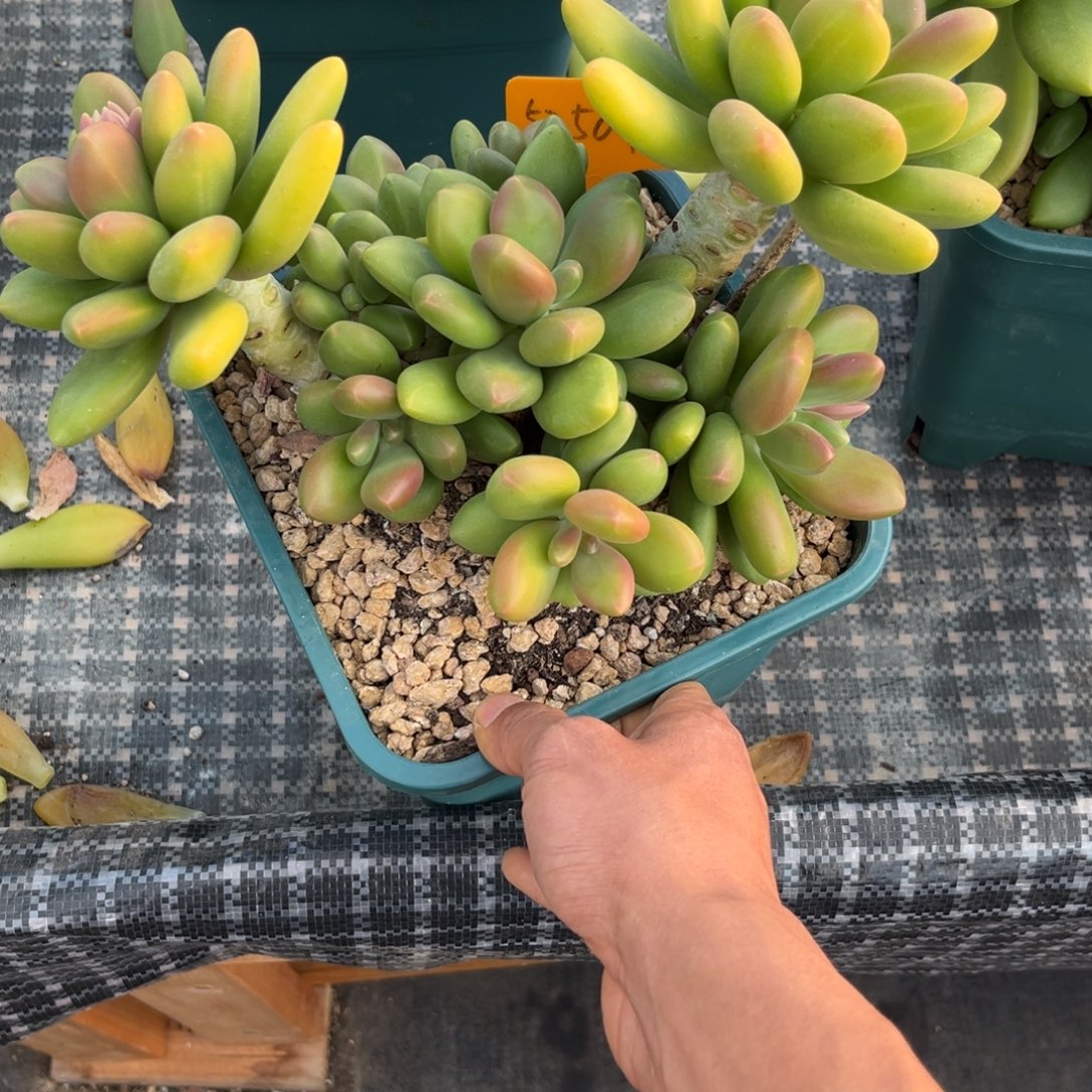 @***！52507下午多肉植物群生