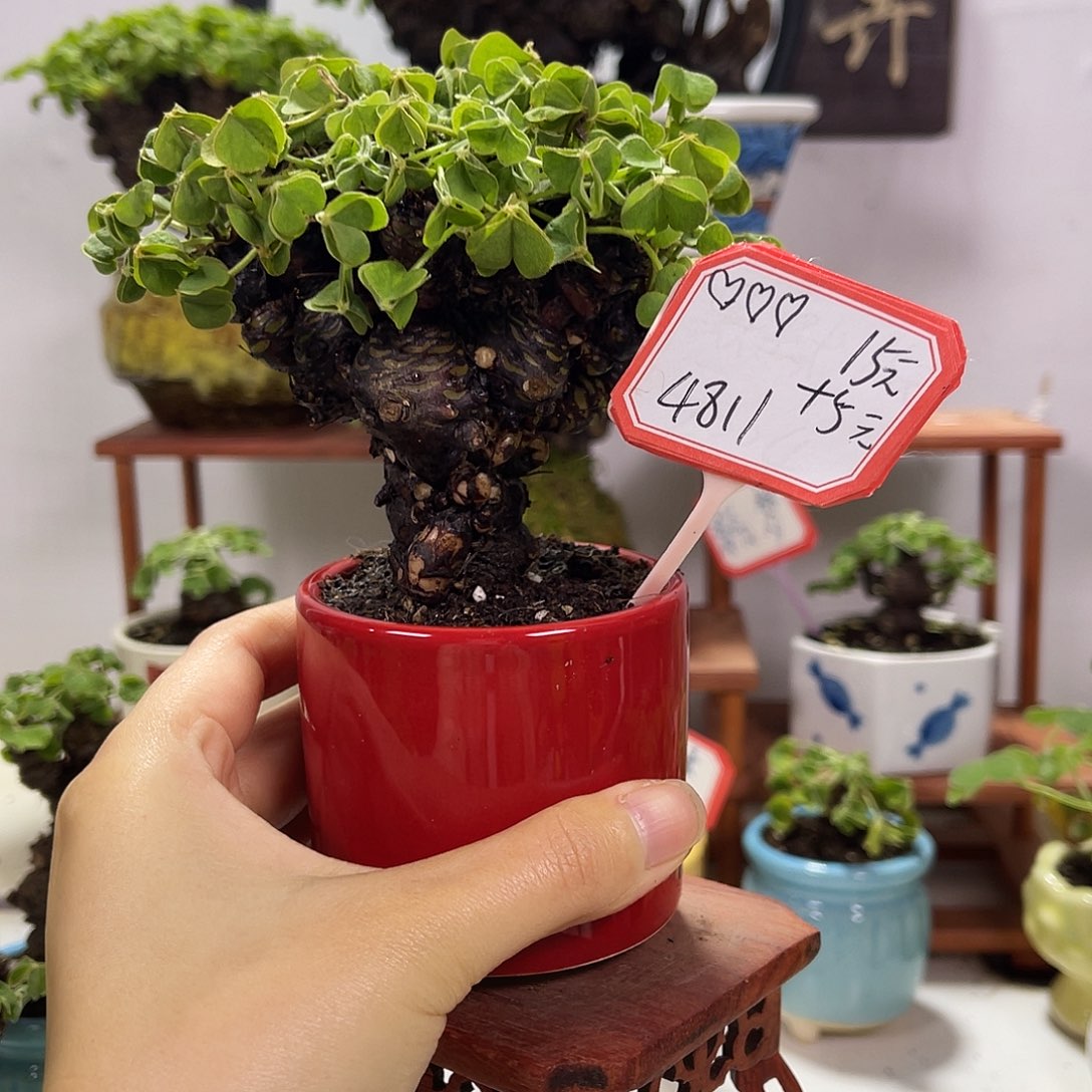 ****️无花朵会开花12345678