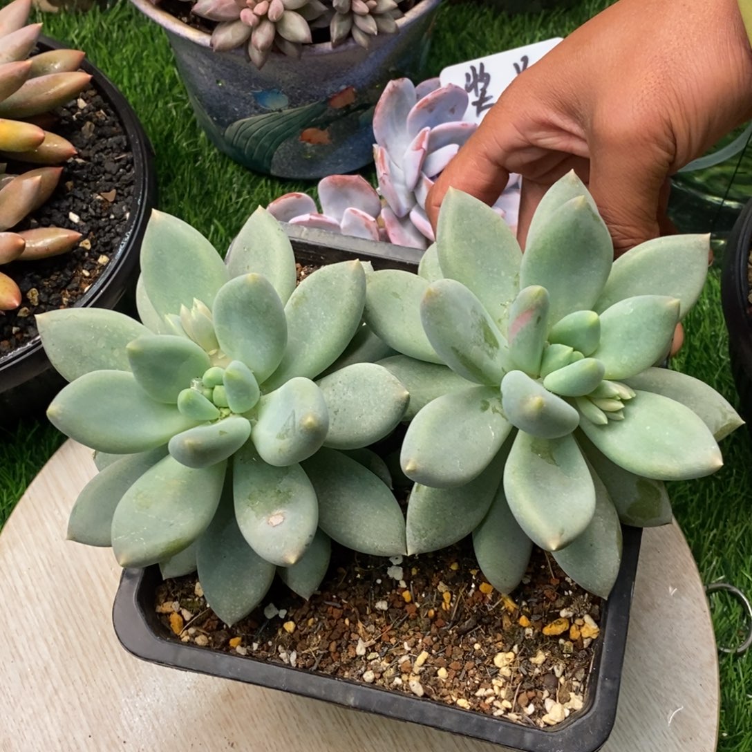 哥特萝莉多肉植物