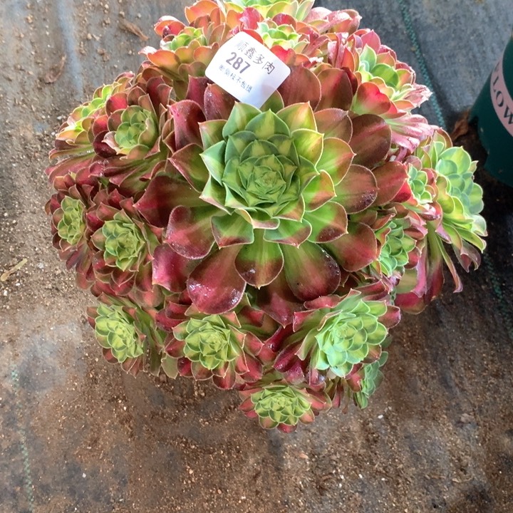 287韶华多肉植物