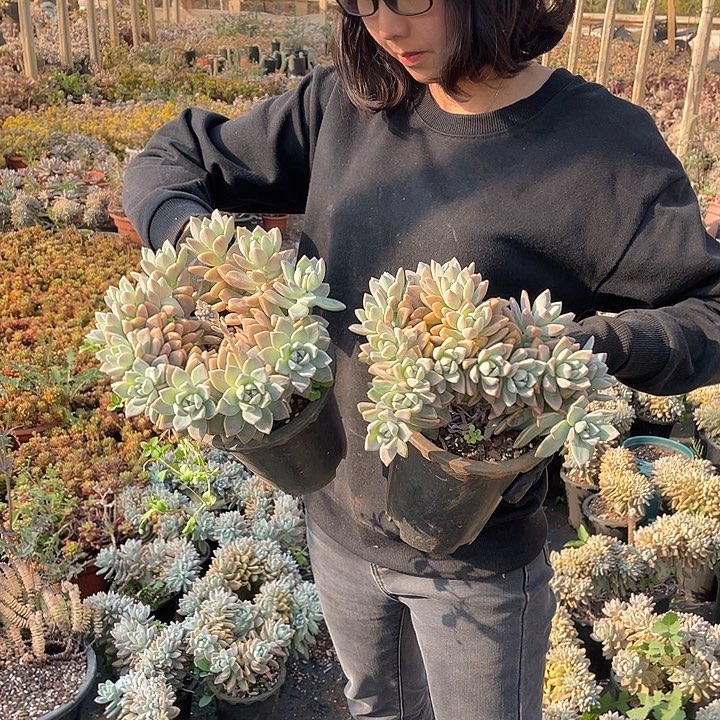 小淡雪缀9.9米  量拍多肉