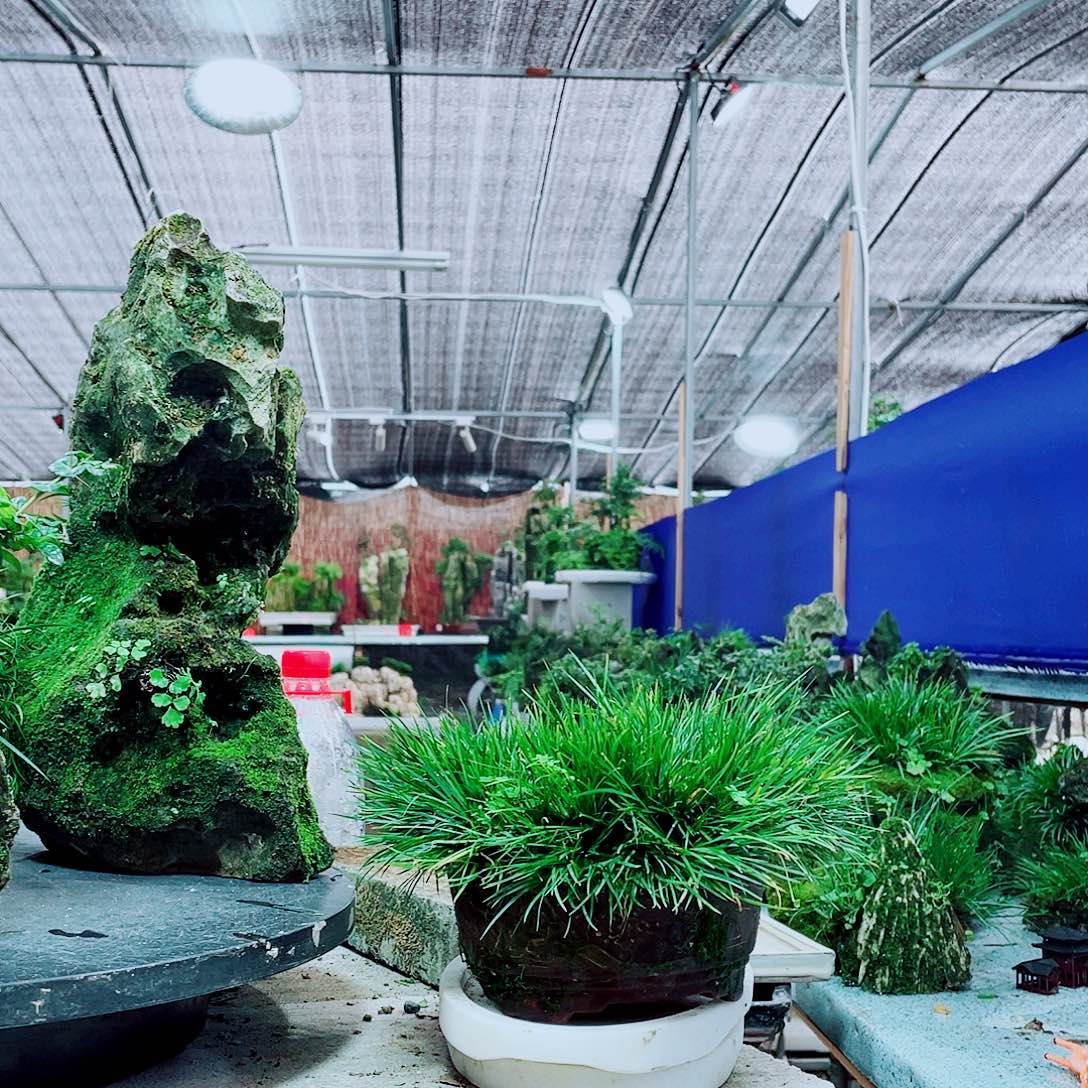 今***天当前无花栽培后可以开花