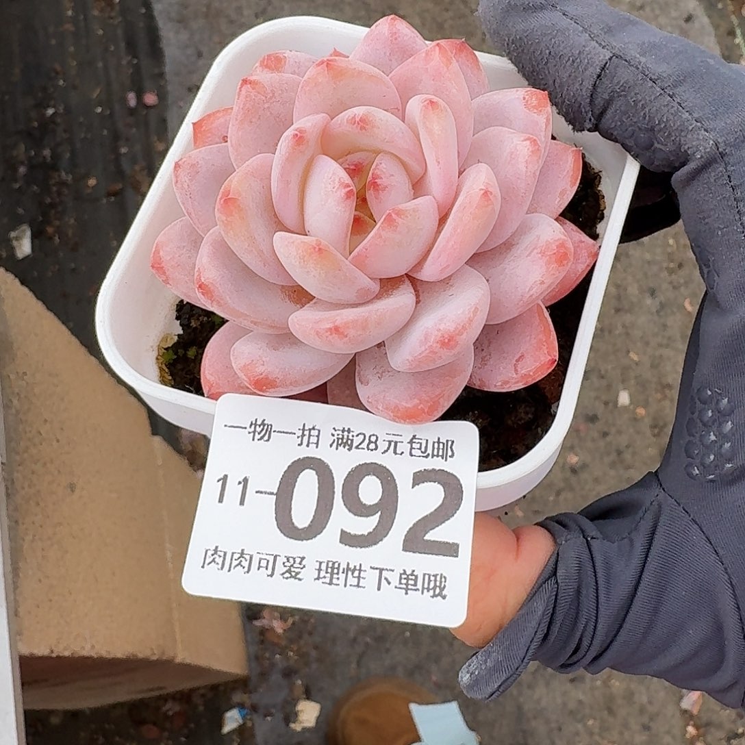 橙梦露无盆无发货无