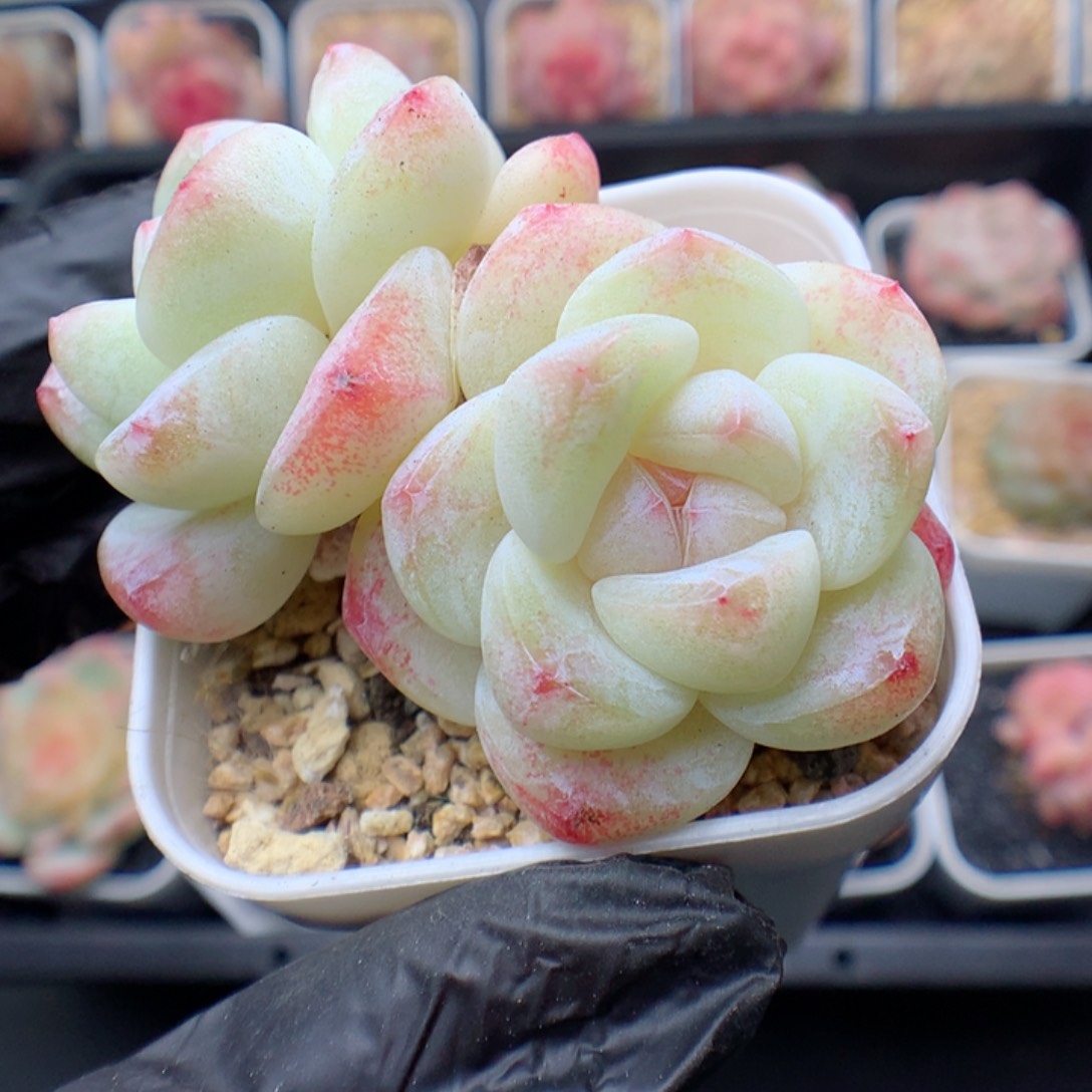 多肉植物。 冰玉不包整37