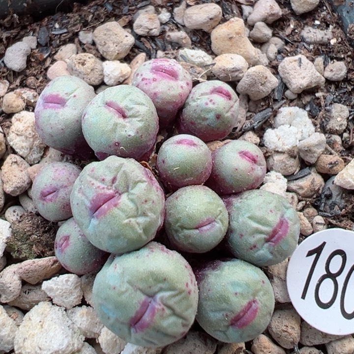 180干！111111111111