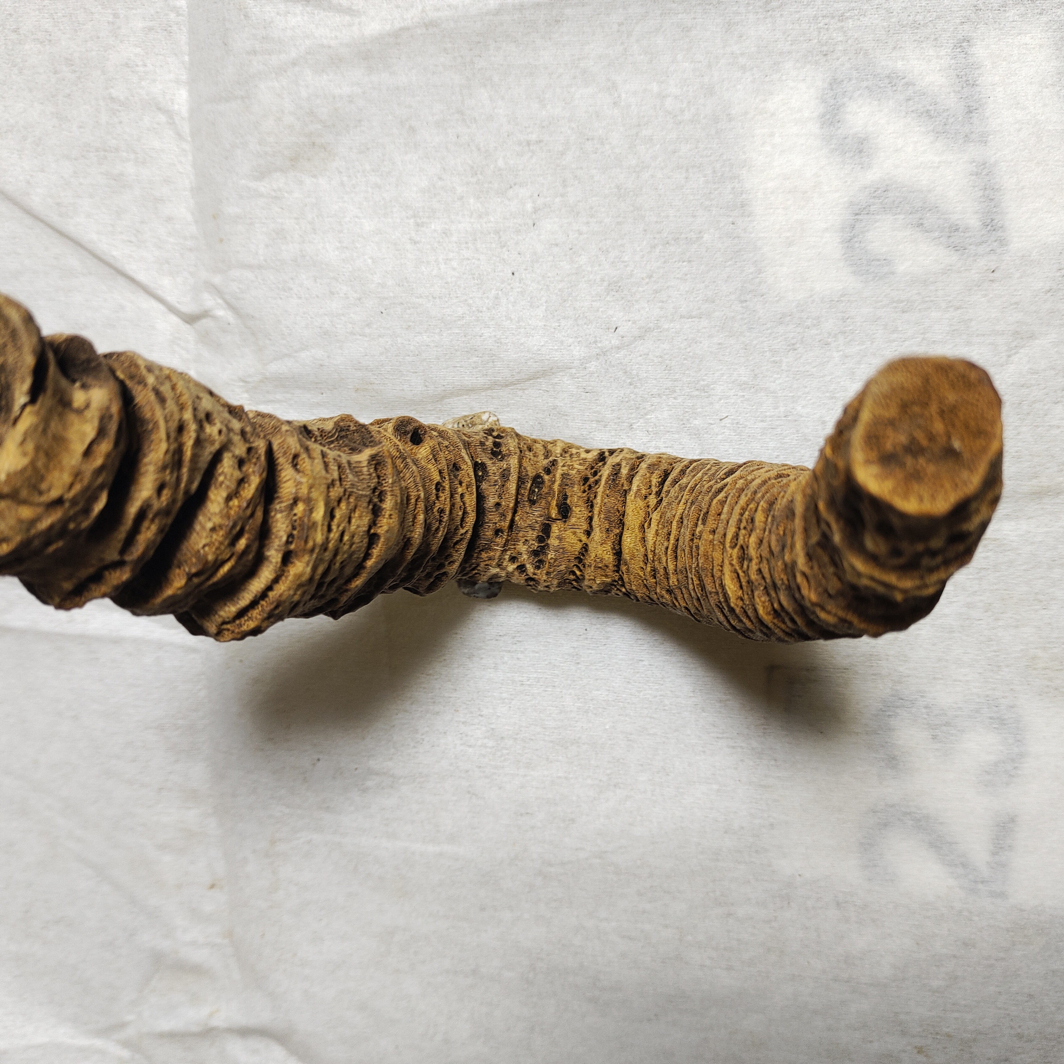 千年老竹鞭老竹根老竹筒老竹片烟杆料手把件茶侧料竹子