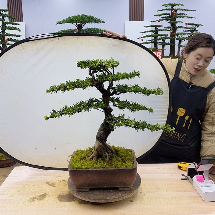 盆景直播间一物一拍