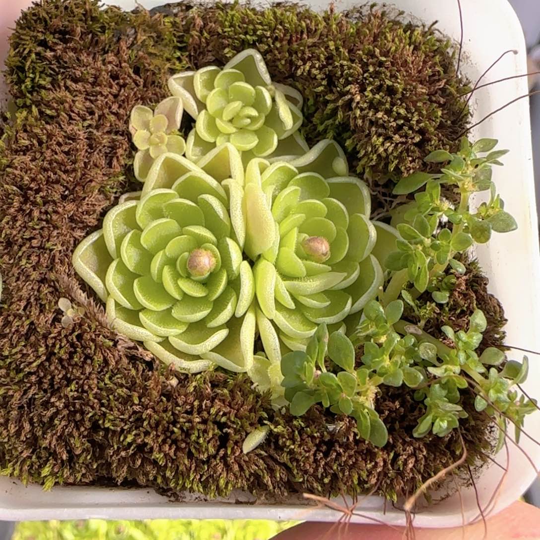 多肉0103-173捕虫堇