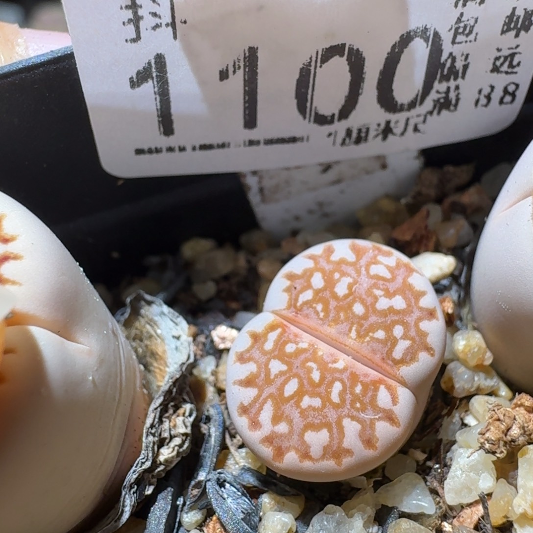 Sss精选优质石头1100