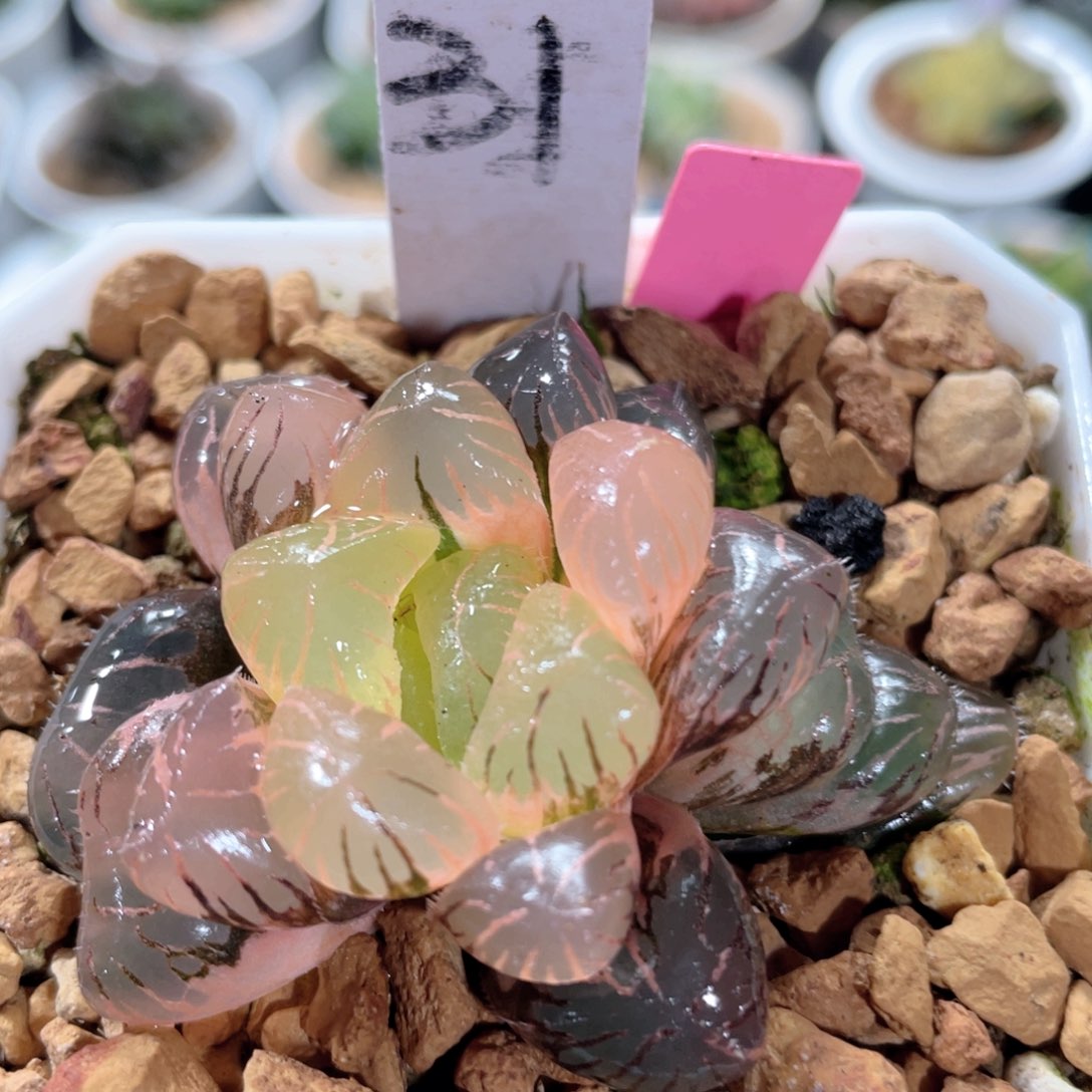 31孔明灯锦。         