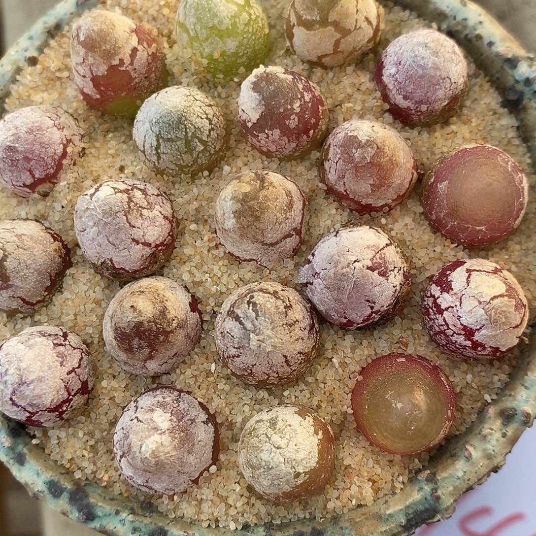 27141灯泡一组。        