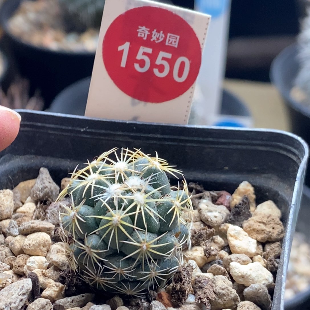 实生钢钉2.4cm一棵仙人球