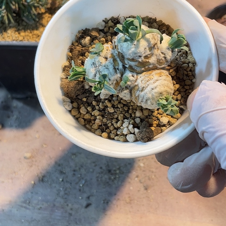 974刨花角厚墩菊块根