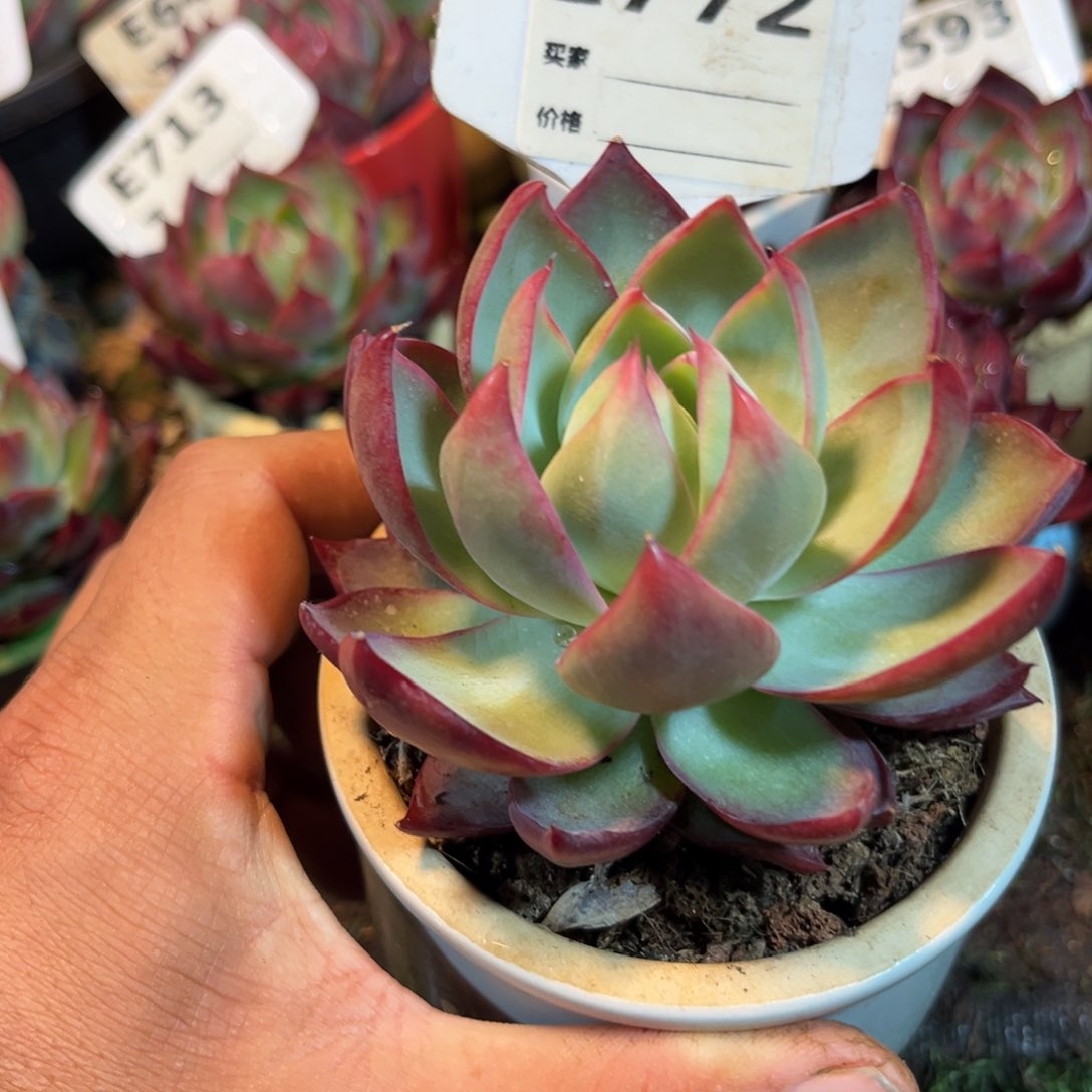 惊鸿一瞥772号多肉