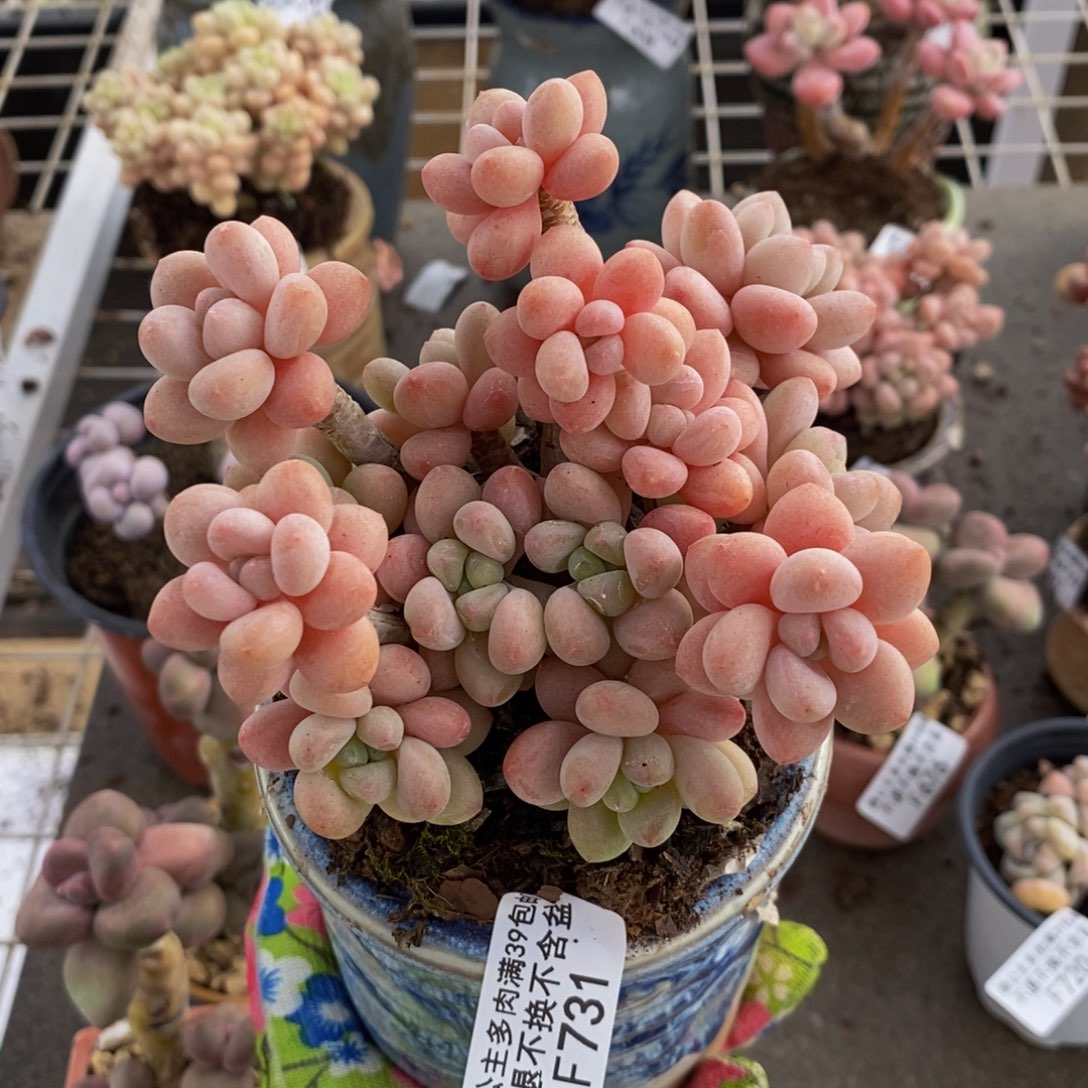 鱼子酱731/10cm多肉