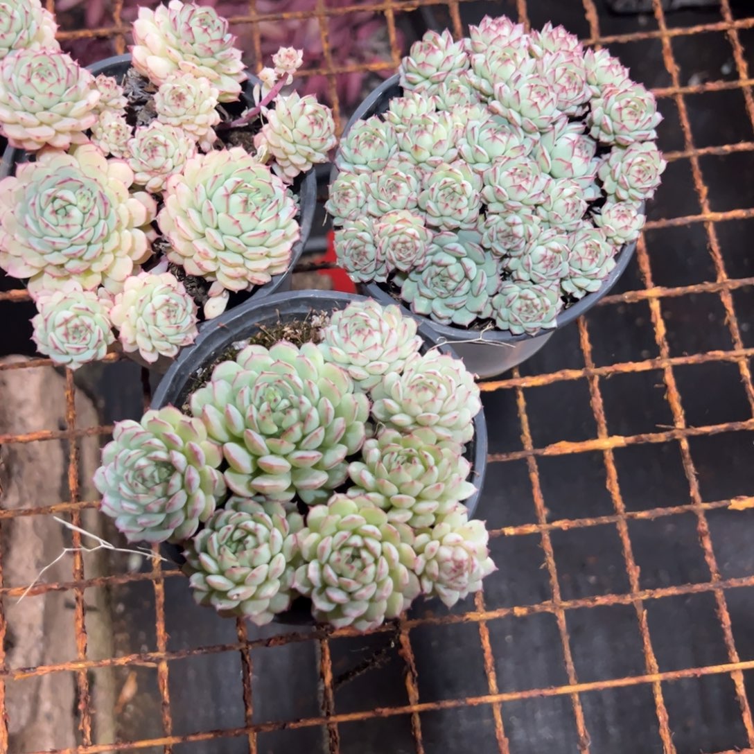 多肉植物小红船三个