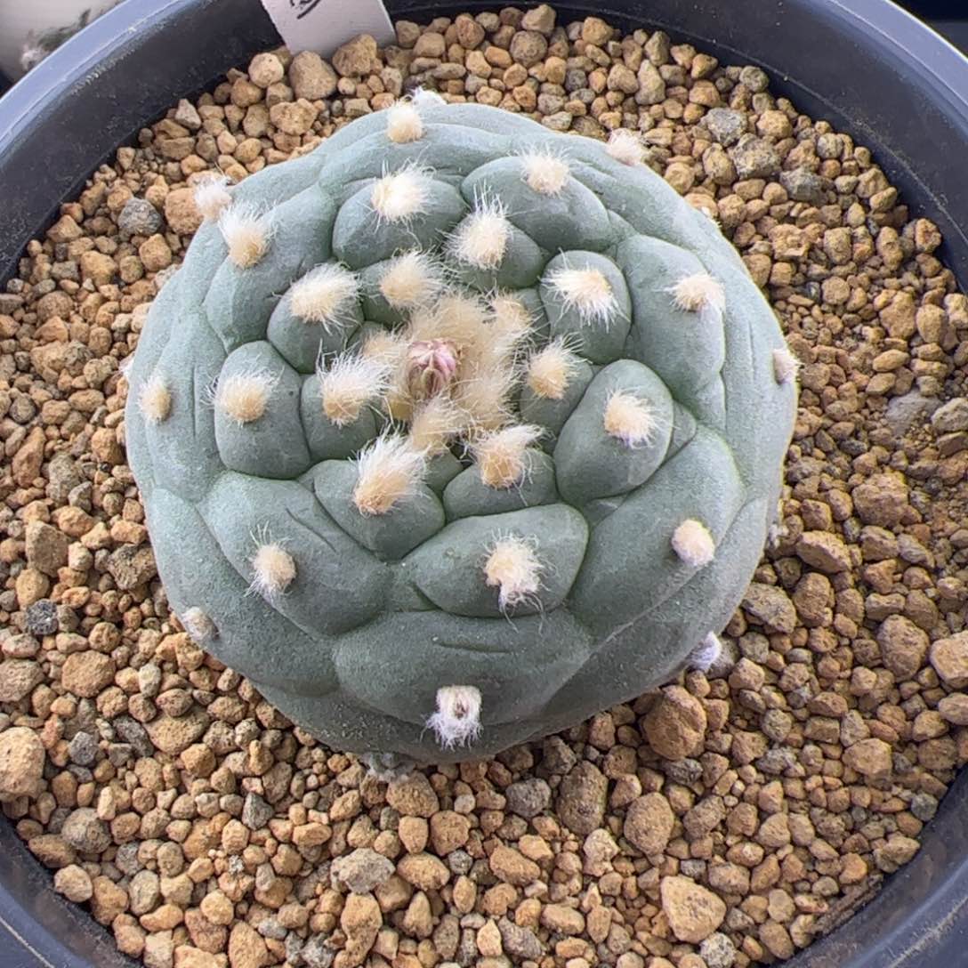 草球实生5.6一物一拍251