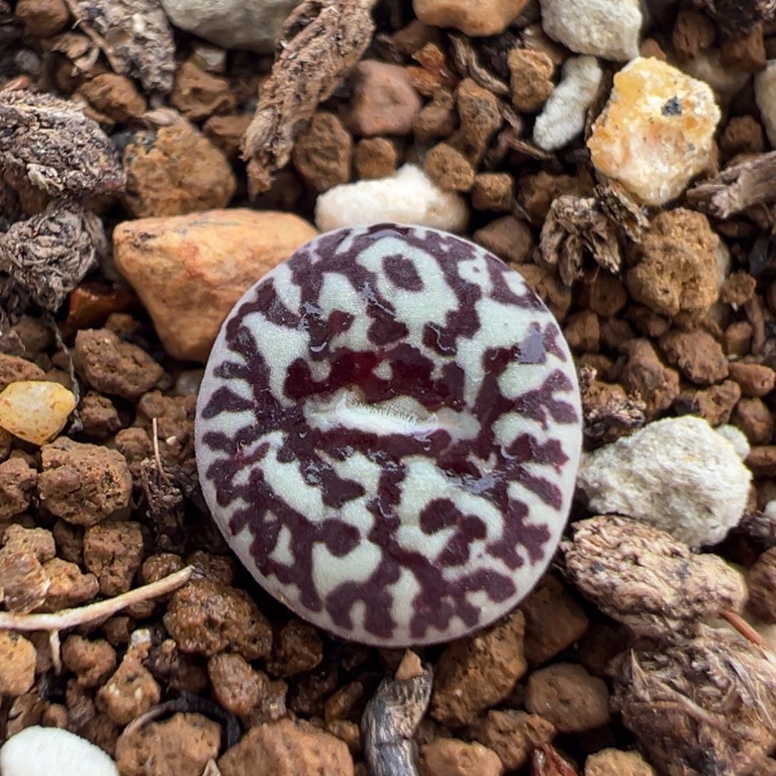 52多肉植物百科知识