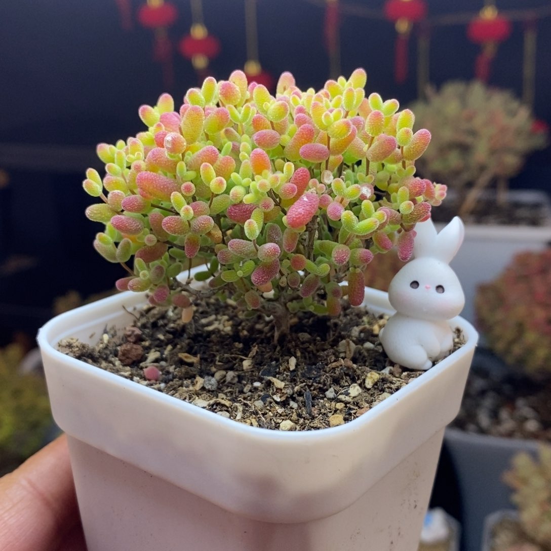 84号蜜橘糖球枝干多肉