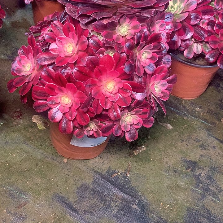 多肉多肉多肉多肉123