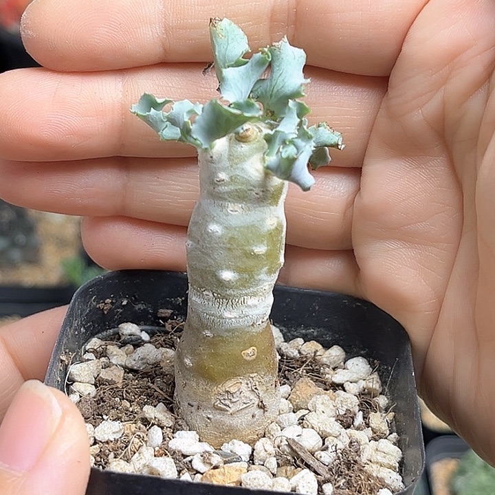 雪露厚敦菊一物一拍