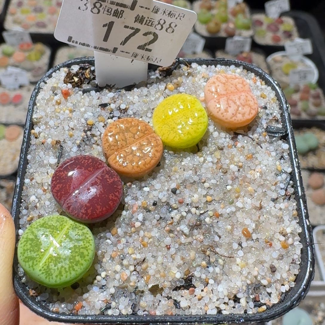 Sss精品系列便宜出172