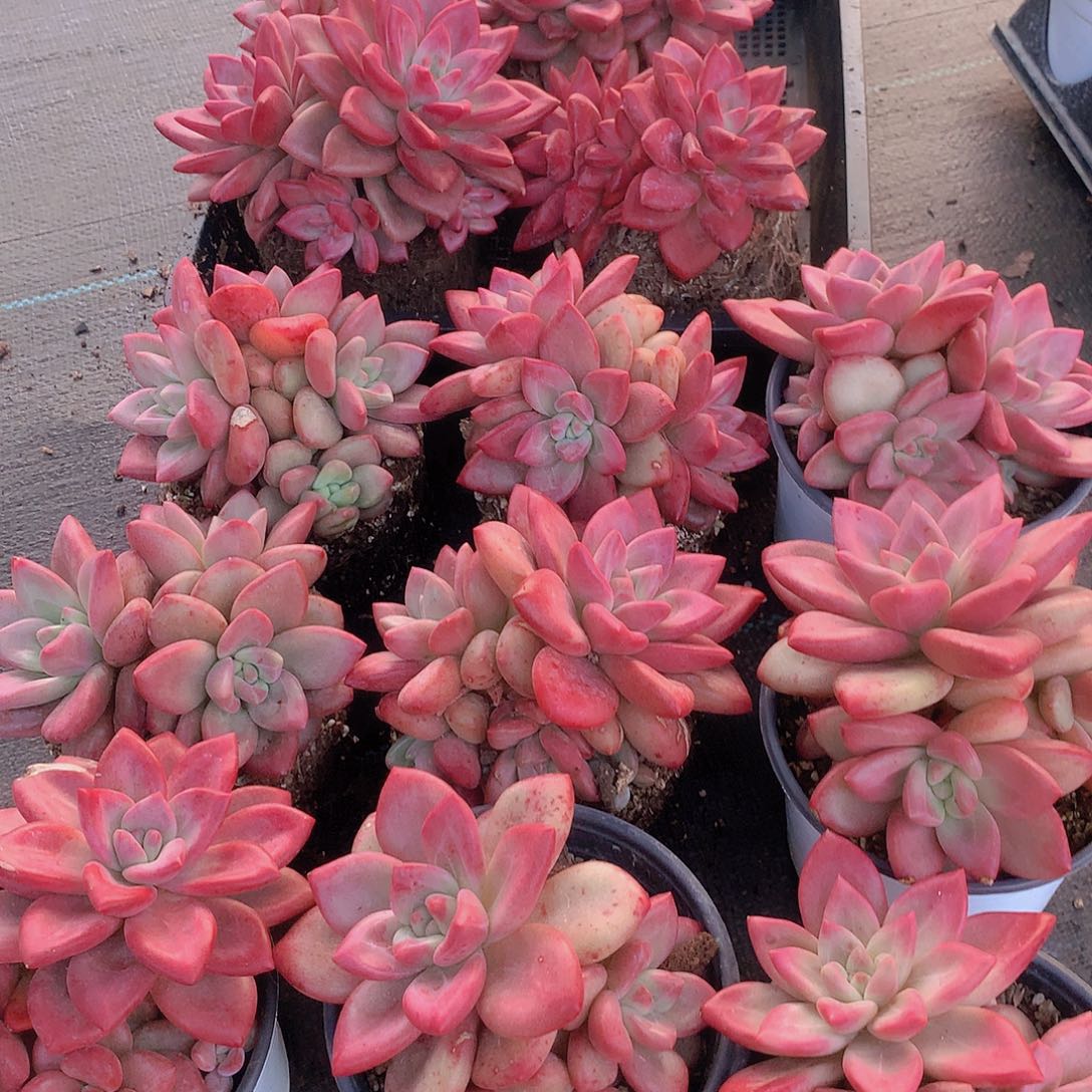 捡漏大赫菲斯托245667899999