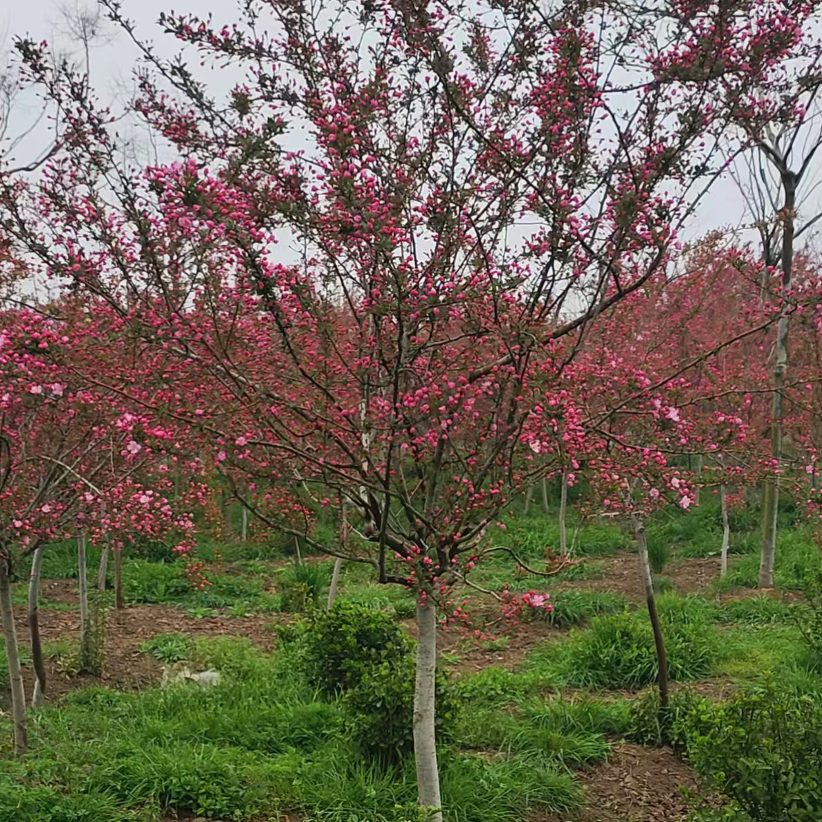 海棠花盆栽树苗重瓣长寿冠盆景老桩室内外花卉四季开花好养