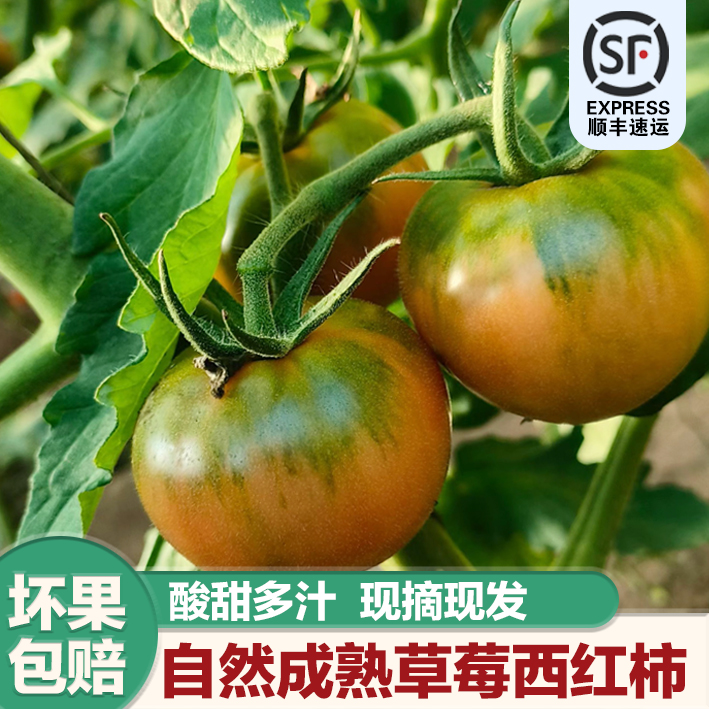福利正宗草莓西红柿新鲜现摘草莓番茄营养健康顺丰发货