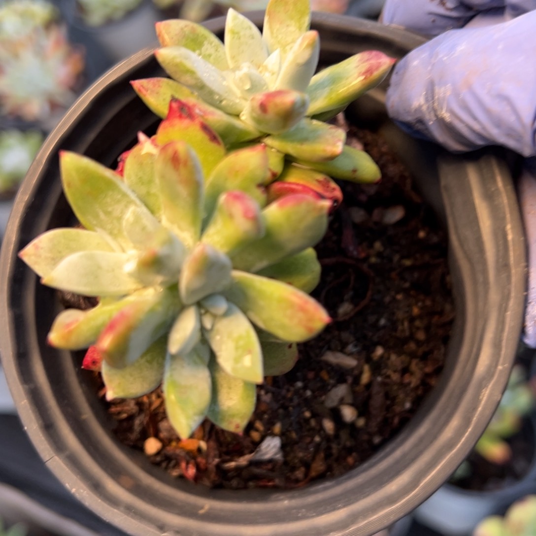 2151苹果叶哈哈哈哈哈