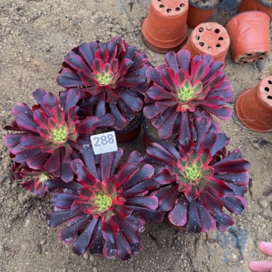 美杜莎5棵3号棚288