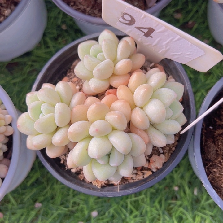 健健康康平平安安