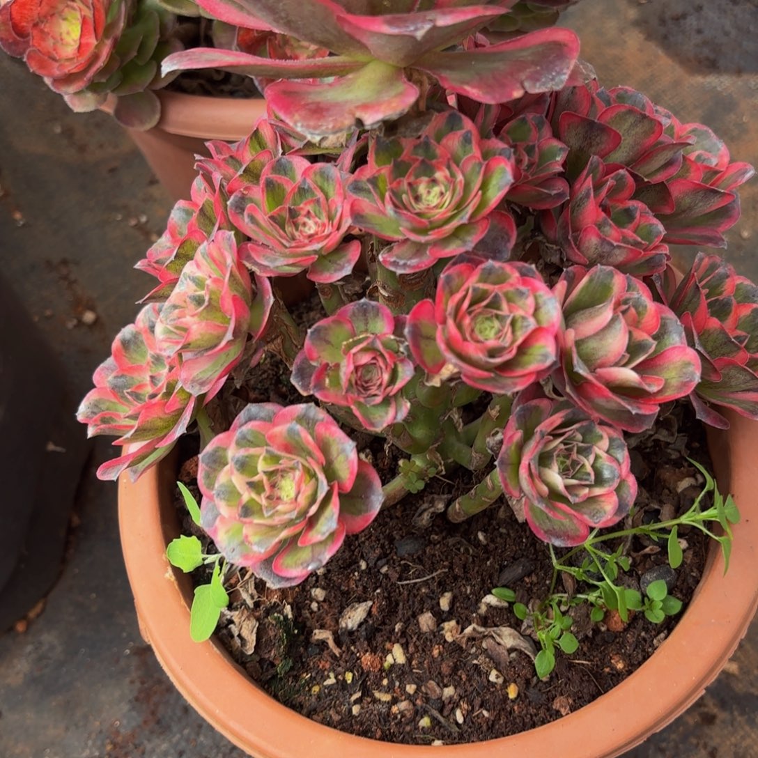 哈哈多肉葡萄福利来008