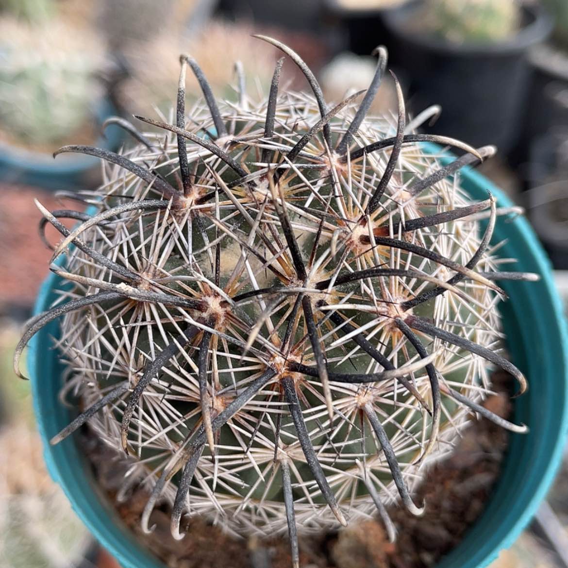 【闪购商品】凤舞养定根66666