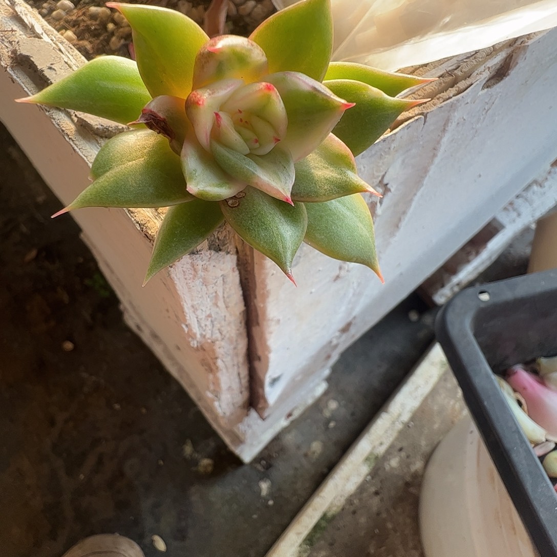 佳***乐多肉植物多肉植物