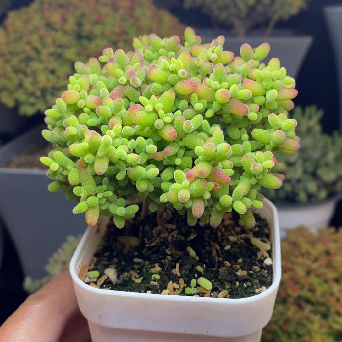 无花朵32号蜜橘糖球（7.5cm）直杆