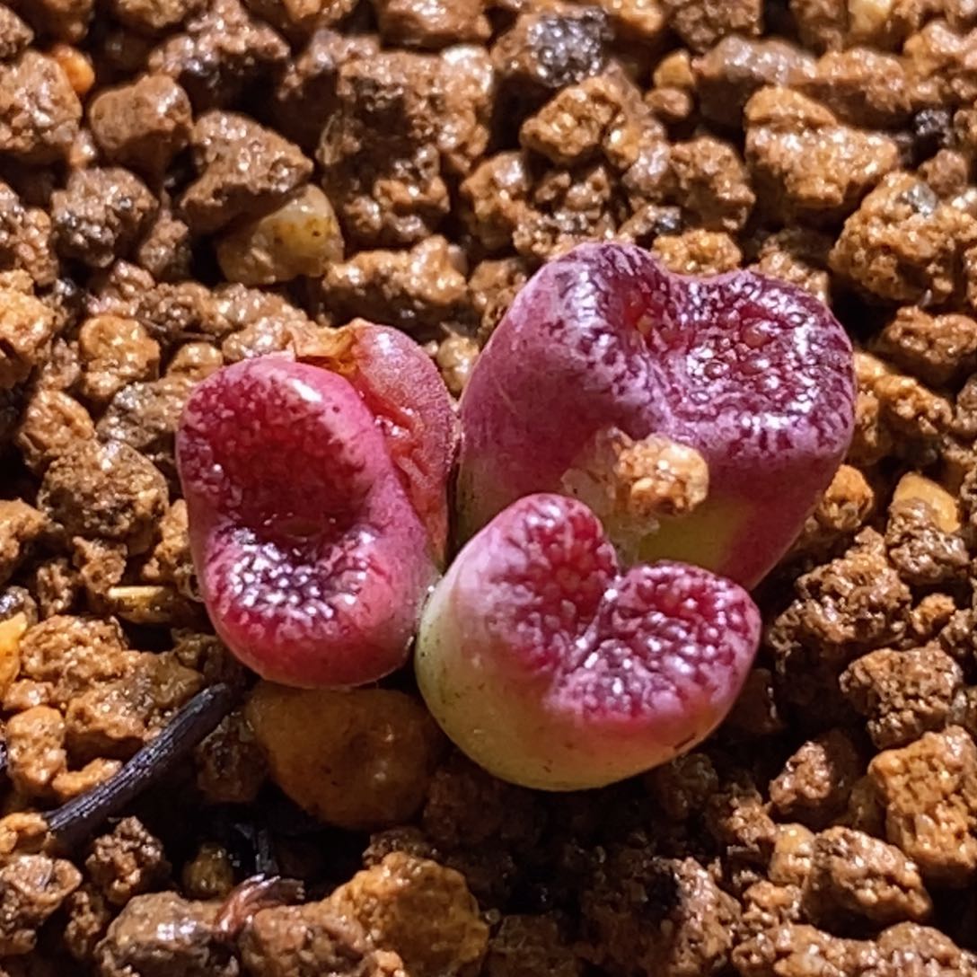 马克李子好看好看