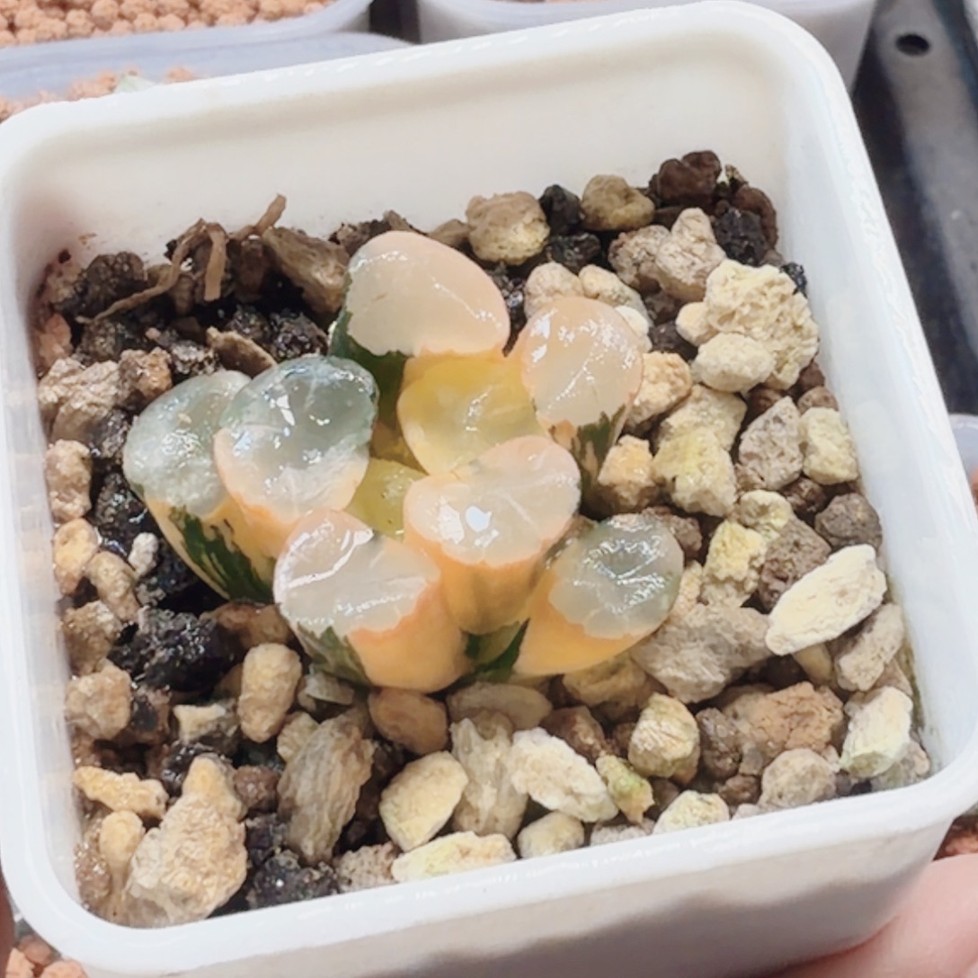 十二卷蜃气楼万象锦