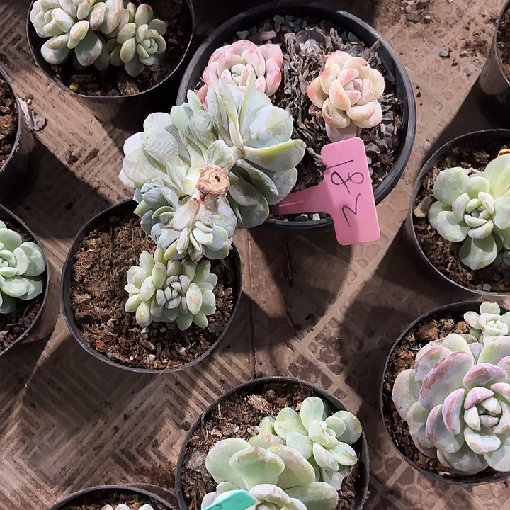 何***清奶茶缀化多头群山182