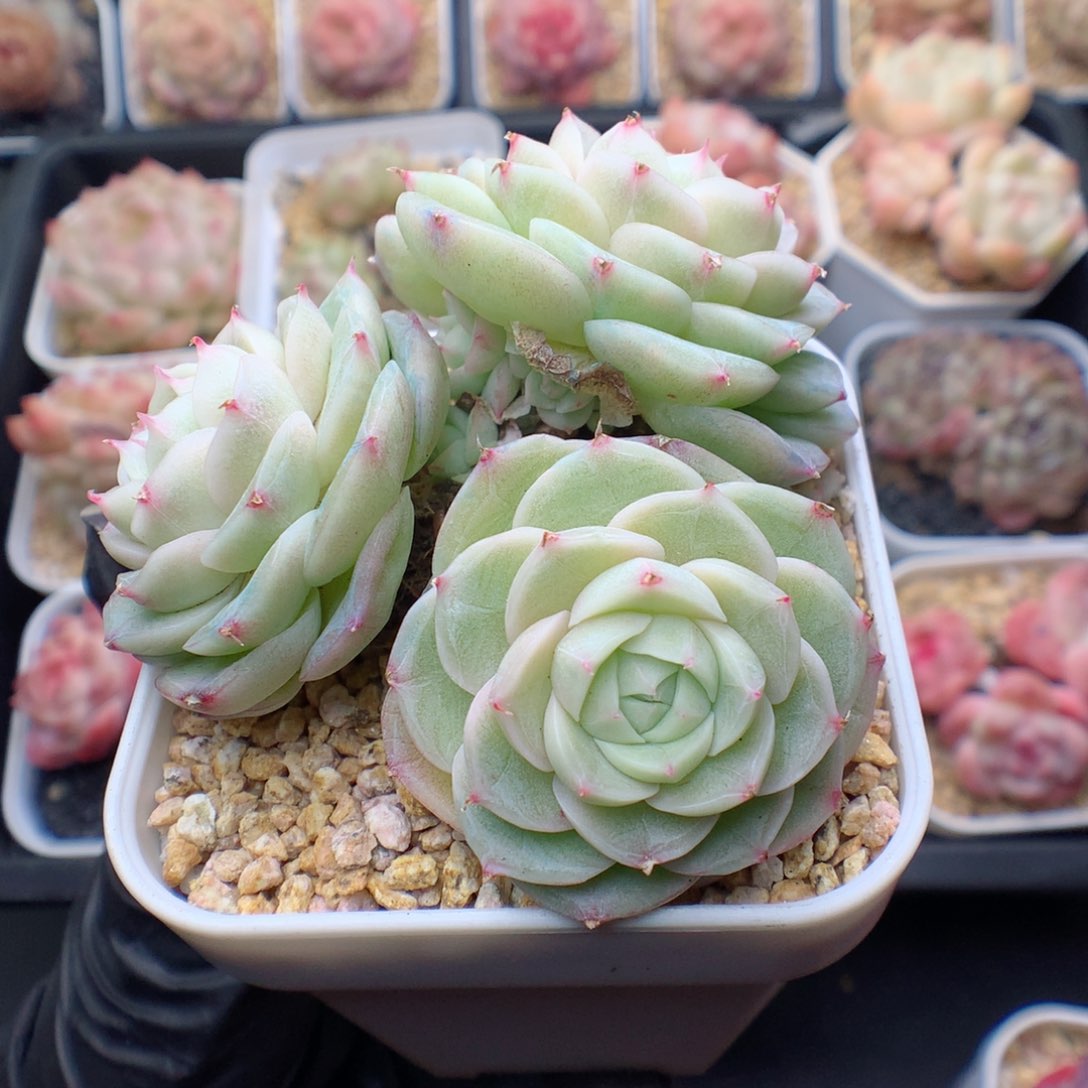 多肉植物。 糖心77