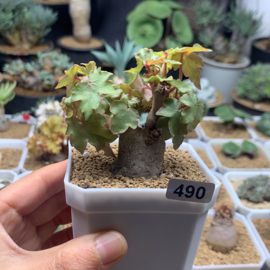 块根秋海棠带盆490