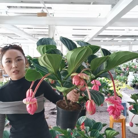 诗***方完全开放8花苞玫红