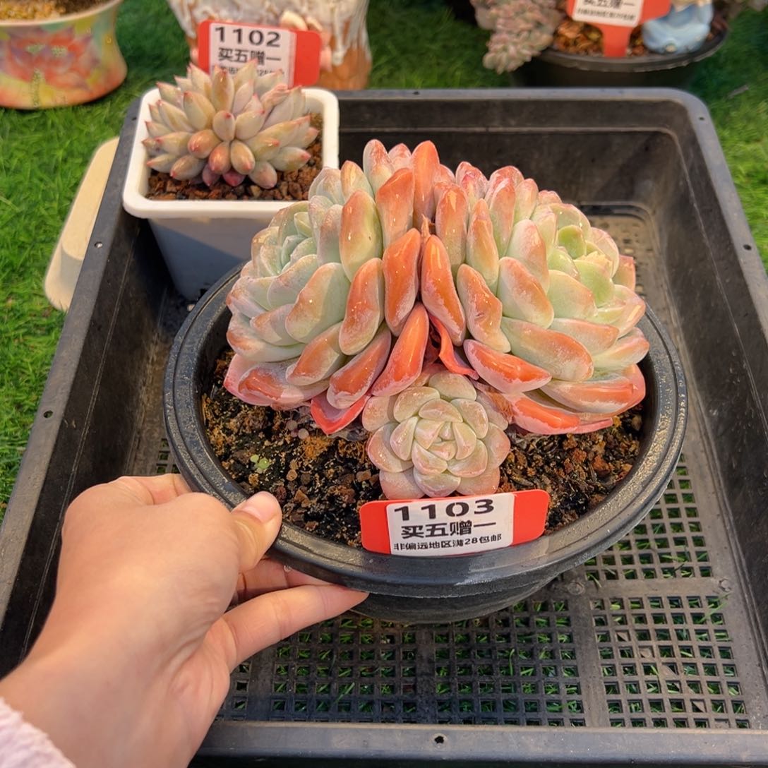 表妹精品多肉1103.