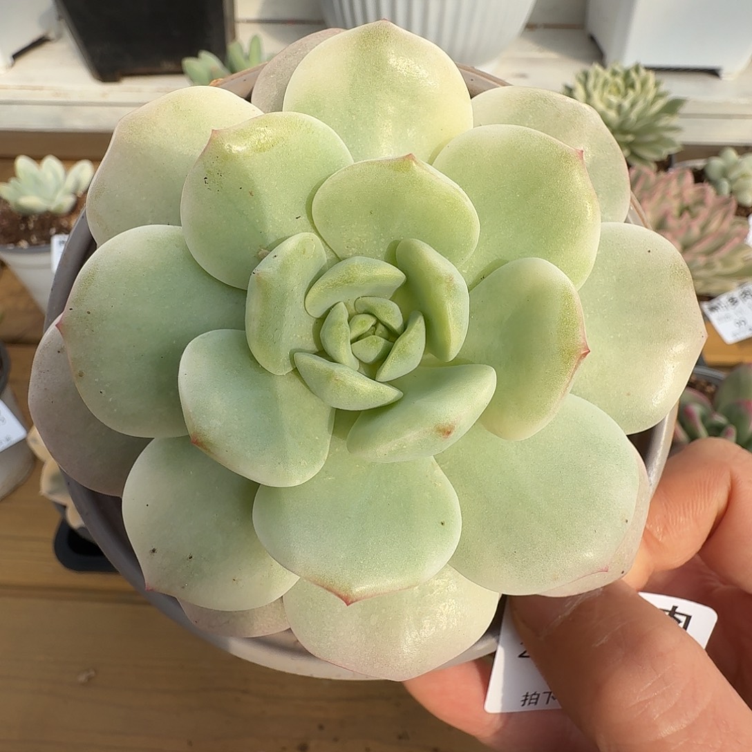 香草111111113-102