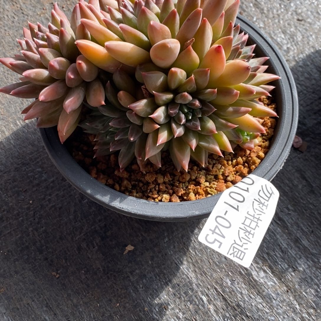 两单包邮0101-45美人