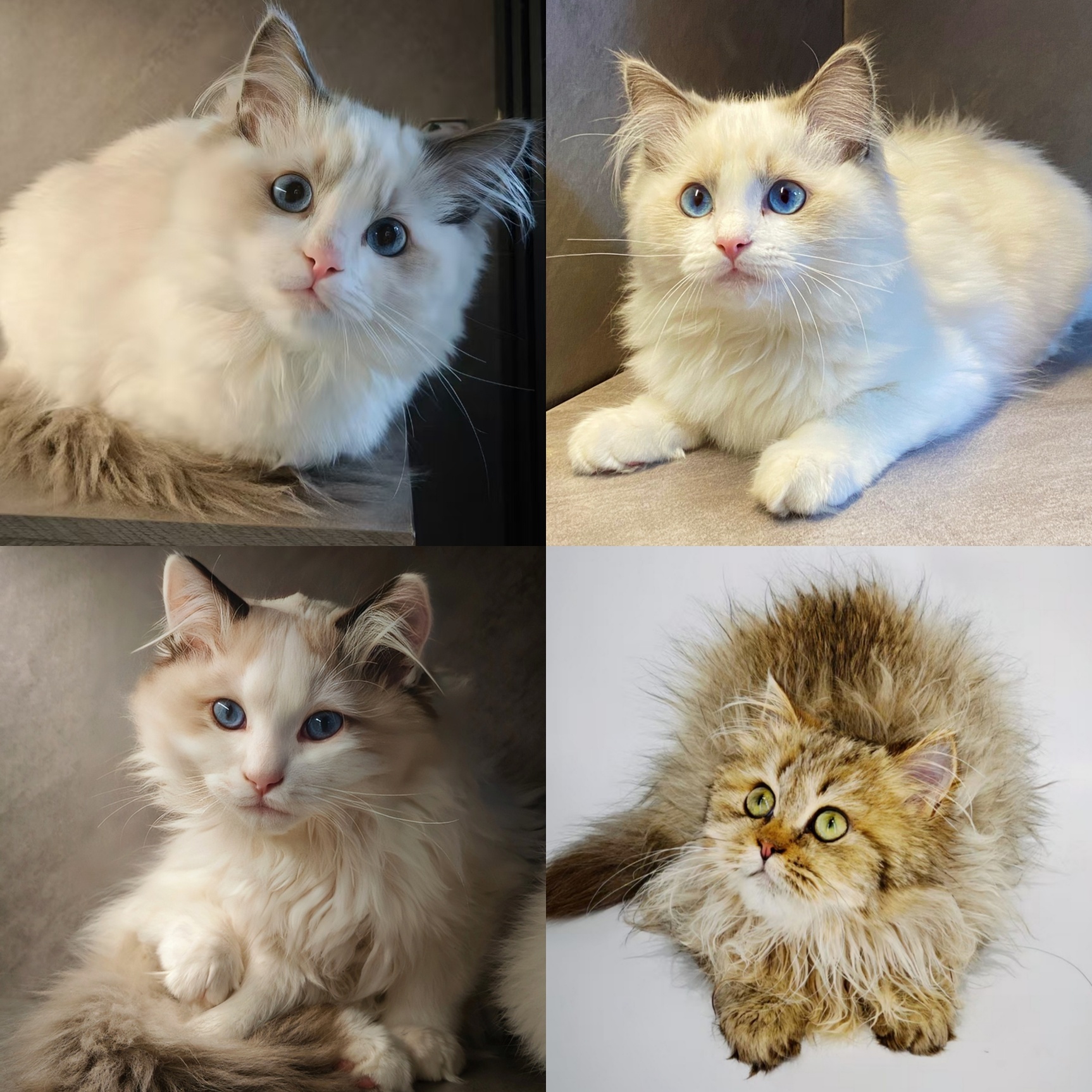 猫咪宠物专属链接兰州布偶猫萌点宠物生活馆猫咪直播间